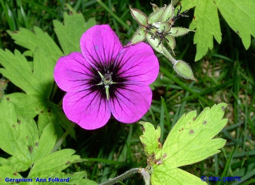 Geranium 'Ann Folkard'